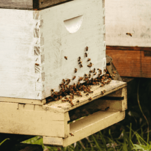Bees coming out from the box