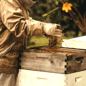 A man holding bees from the box