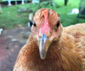 Face of a rooster