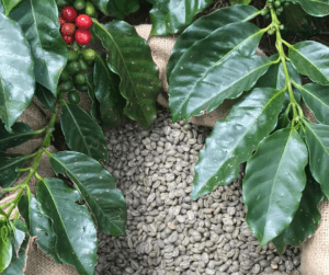 Coffee beans and leaves
