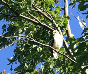 A bird standing on a tree branch