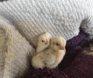 Two chicks beside each other