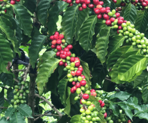 Coffee beans on a tree branch
