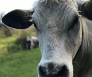 Face of a cow