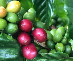 Yellow, green, and red coffee beans