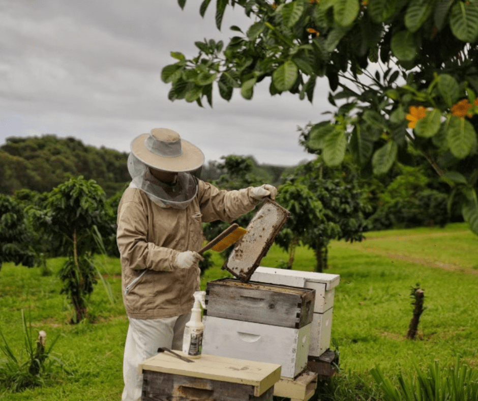 A beekeeper is working in the field.