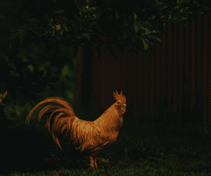A rooster on the farm